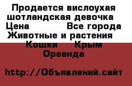 Продается вислоухая шотландская девочка › Цена ­ 8 500 - Все города Животные и растения » Кошки   . Крым,Ореанда